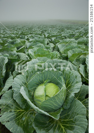 Cabbage field 25386154