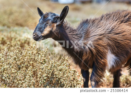 Domestic goat on Crete Island, Greece Domestic goat on Crete Island, Greece 25386414