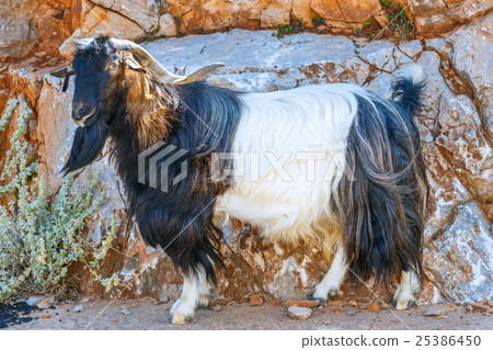 Domestic goat on Crete Island, Greece Domestic goat on Crete Island, Greece 25386450