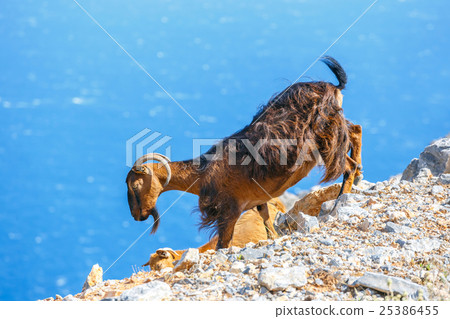 Domestic goat on Crete Island, Greece Domestic goat on Crete Island, Greece 25386455