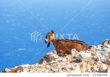 Domestic goat on Crete Island, Greece Domestic goat on Crete Island, Greece 25386456