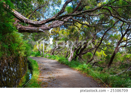 laurel forest 25386709