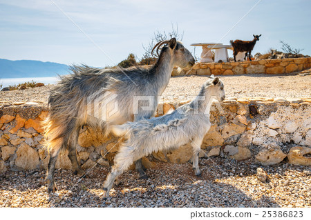 Domestic goat on Crete Island, Greece Domestic goat on Crete Island, Greece 25386823