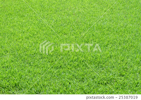 Green grass background texture 25387019