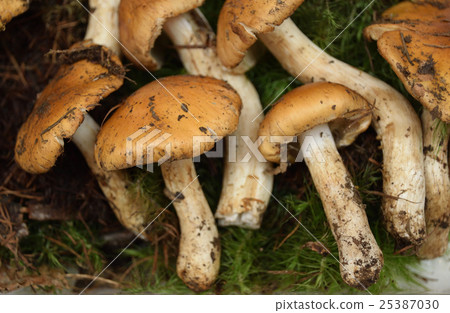 Chestnut chestnut Chestnut chestnut 25387030