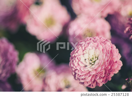 Chrysanthemum macro flowers Chrysanthemum macro flowers 25387128