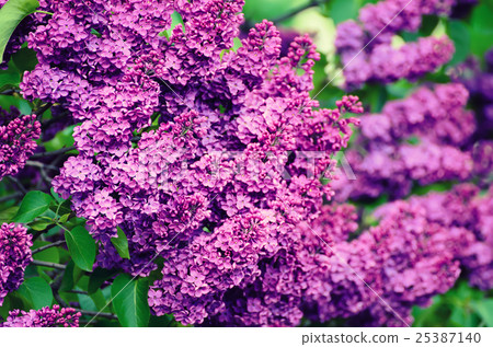 Spring lilac flowers 25387140