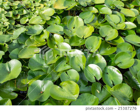 百合睡蓮 百合睡蓮 25387276