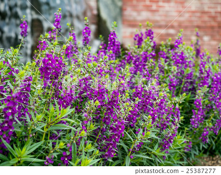 紫色Angelona花 25387277