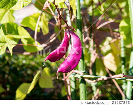 Oomurasaki的果實 25387278