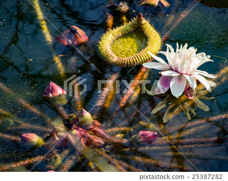Flowers and buds of Ouonibasu 25387282