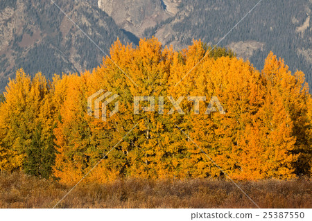 Mountain Aspen Grove in Fall 25387550
