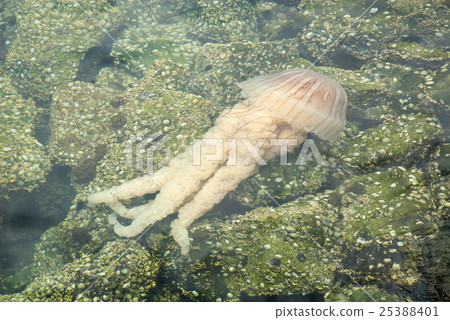 Jellyfish in a deep blue ocean Jellyfish in a deep blue ocean 25388401