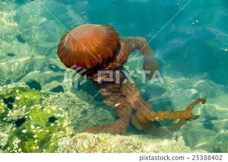 Jellyfish in a deep blue ocean Jellyfish in a deep blue ocean 25388402