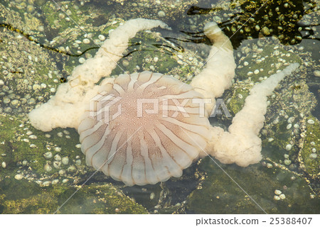 Jellyfish in a deep blue ocean Jellyfish in a deep blue ocean 25388407