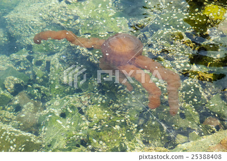 Jellyfish in a deep blue ocean 25388408