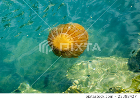 Jellyfish in a deep blue ocean Jellyfish in a deep blue ocean 25388427
