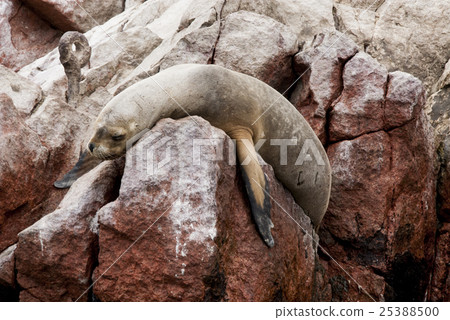 South American Sea Lion - Ballestas Island South American Sea Lion - Ballestas Island 25388500