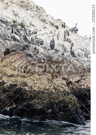 Cormorants Penguins and Pelicans Ballestas Islands Cormorants Penguins and Pelicans Ballestas Islands 25388525
