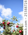 A fruiting apple and a blue sky 25388728