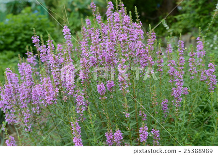 Lythrum 25388989