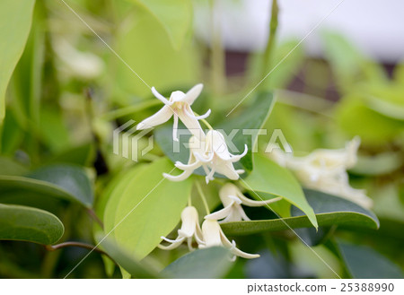 Mube花 25388990