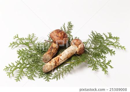 日本松茸蘑菇 25389008