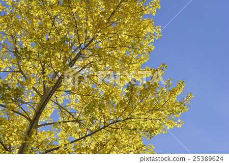 Blue sky and poplar 25389624