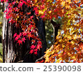 Autumn leaves of Saitama Hirinji 12 25390098
