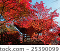 Autumn leaves of Saitama Hirinji 13 25390099