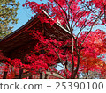 Autumn leaves of Saitama Hirinji 14 25390100