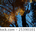 Autumn leaves of Saitama Hirinji 15 25390101