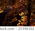Autumn leaves of Saitama Hirinji 16 25390102