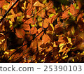 Autumn leaves of Saitama Hirinji 17 25390103