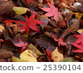Autumn leaves of Saitama Hirinji 18 25390104