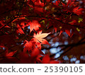 Autumn leaves of Saitama Hirinji 19 25390105