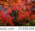 Autumn leaves of Saitama Hirinji 22 25390108