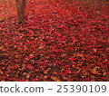Autumn leaves of Saitama Hirinji 23 25390109