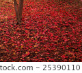 Autumn leaves of Saitama Hirinji 24 25390110