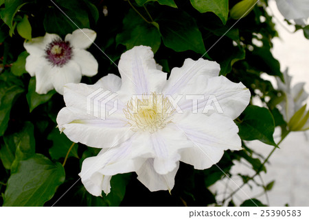 Clematis 25390583
