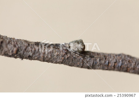 生物蜘蛛麗莎，從上面看它看起來像一個菱形。從側面“阿童木頭”？ 25390967