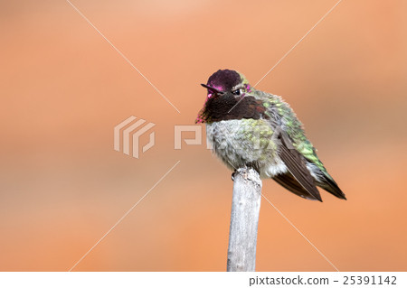 Hummingbird Hummingbird 25391142