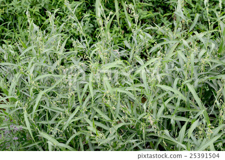 Juzudama Juzudama 25391504