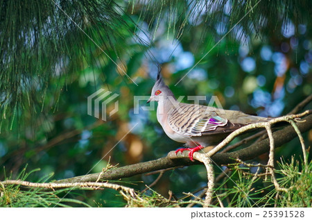 Bird / Ranger jar Bird / Ranger jar 25391528