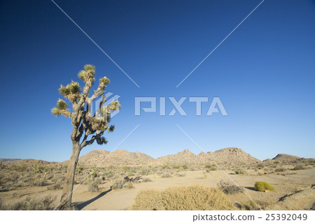 Joshua Tree National Park Joshua Tree National Park 25392049