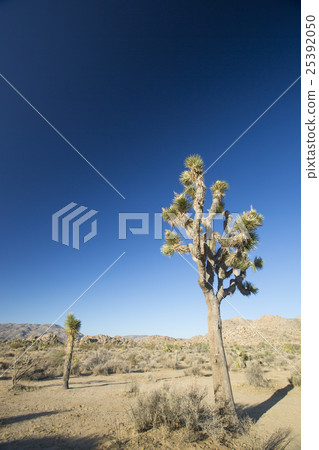 Joshua Tree National Park Joshua Tree National Park 25392050