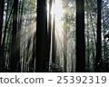 The curtain of the morning light 25392319