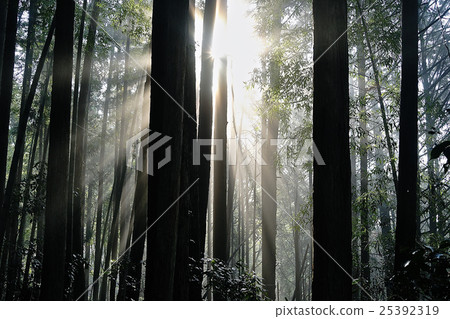 The curtain of the morning light The curtain of the morning light 25392319