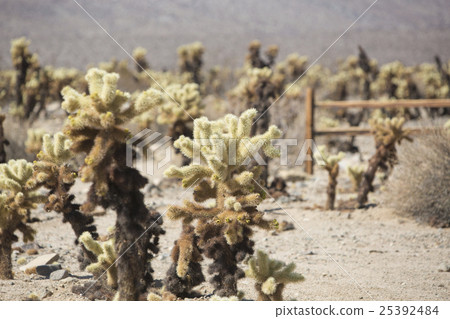 American desert and cactus 25392484