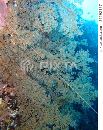 Isobana，Altman Wolla Shrimp Mimicry 25392587